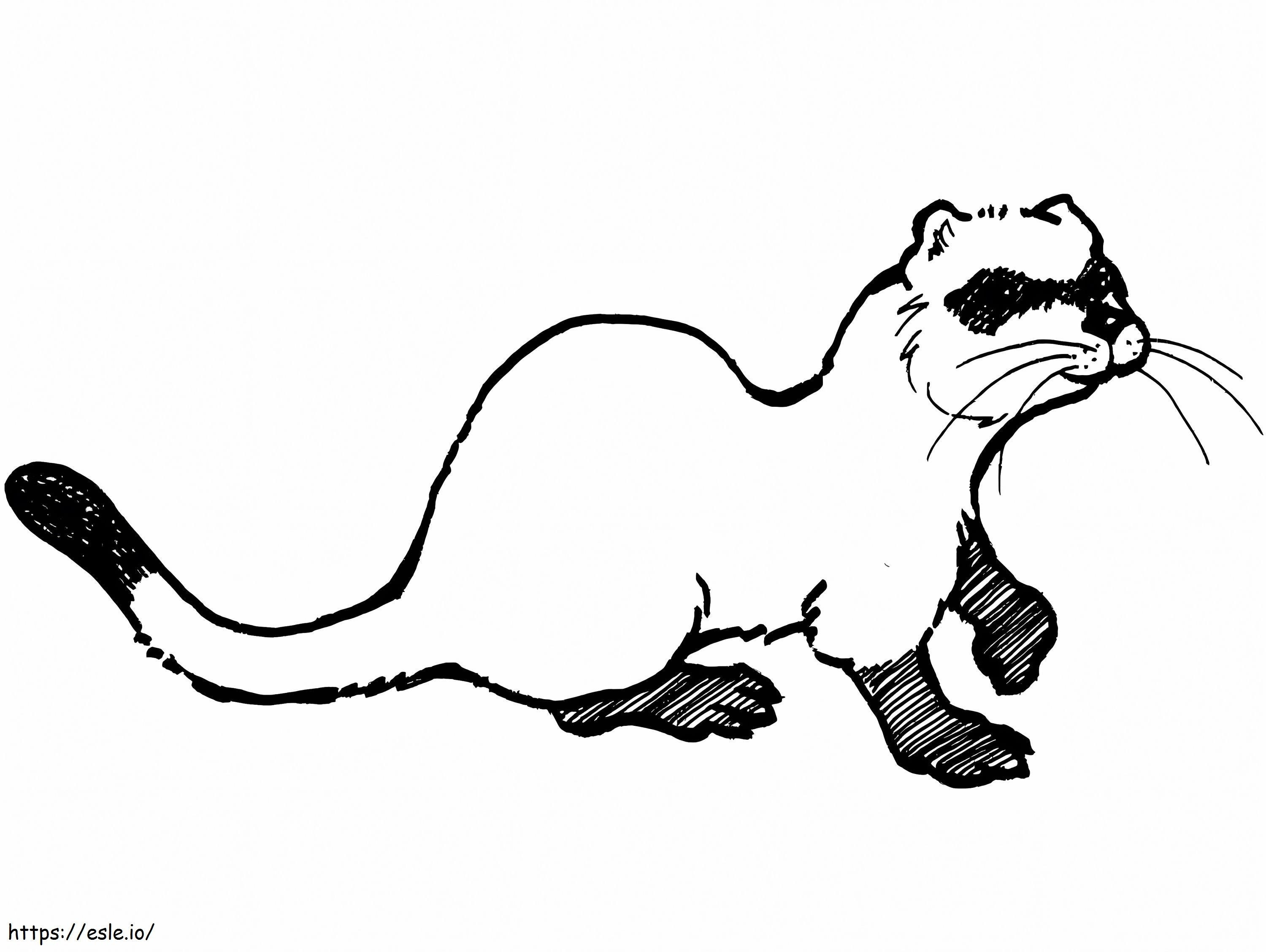 Normal Ferret coloring page