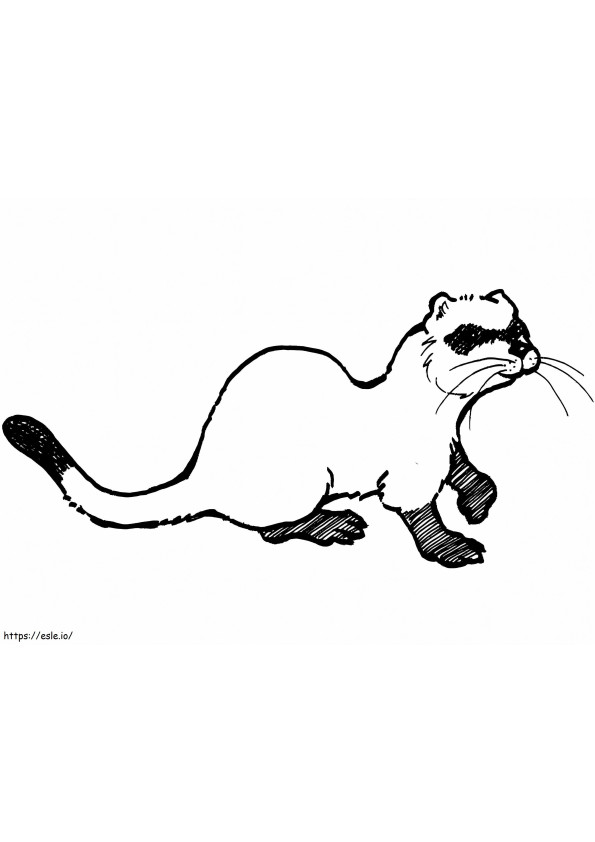 Normal Ferret coloring page