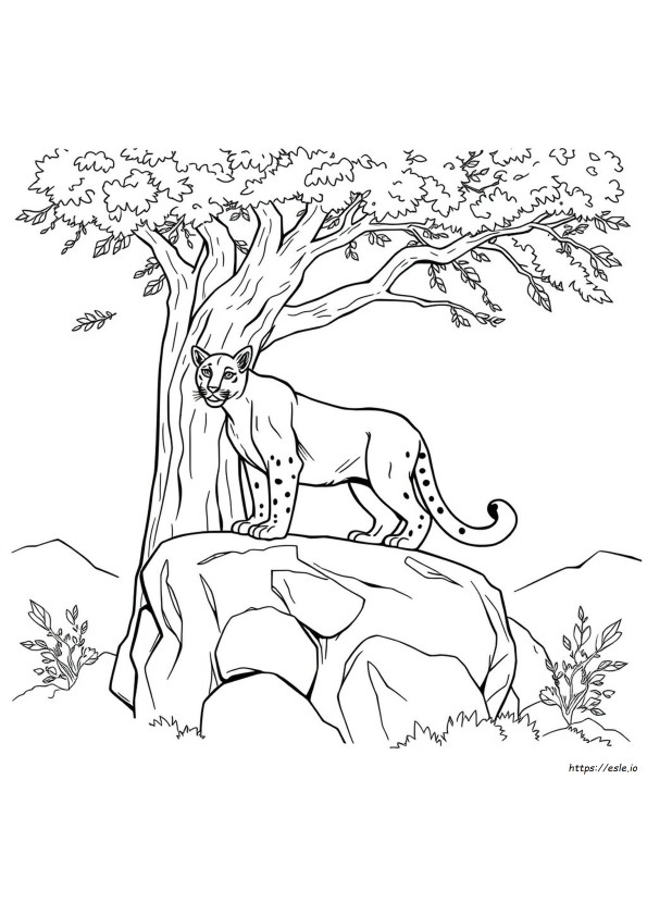 Gambar Mewarnai Puma Realistis