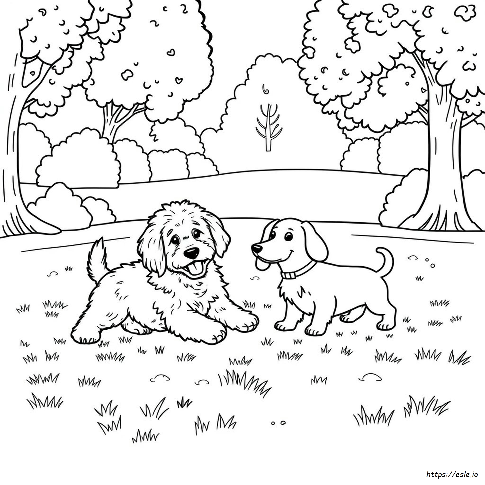 Welche Goldendoodle-Farbe Ist Am Besten