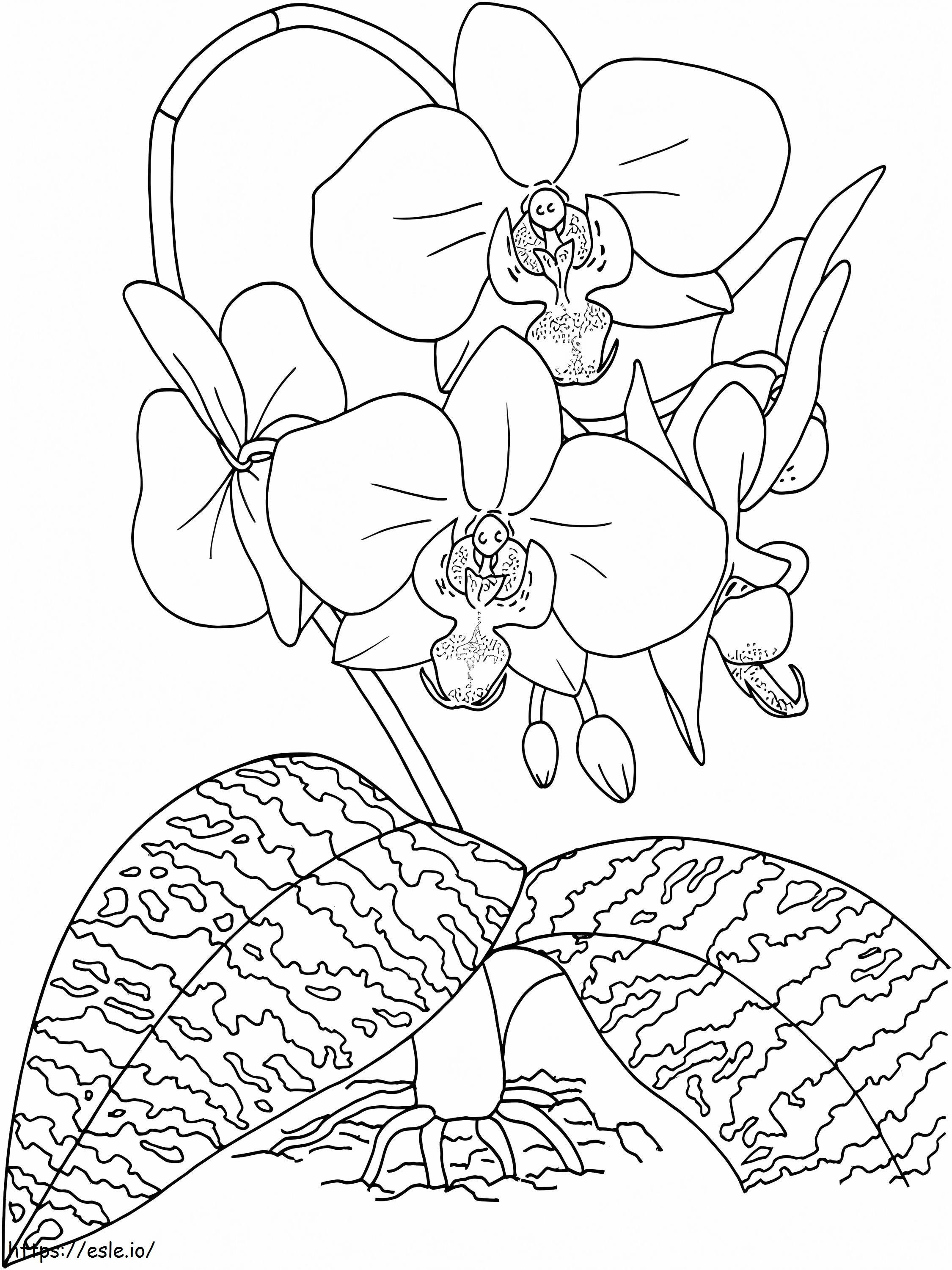 Coloriage Belles orchidées à imprimer dessin