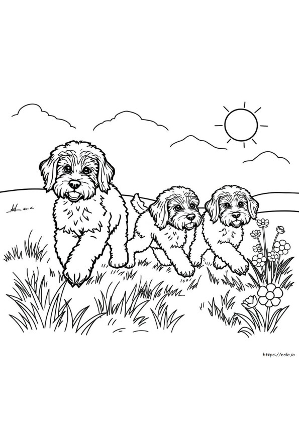 Do Bernedoodles Change Color