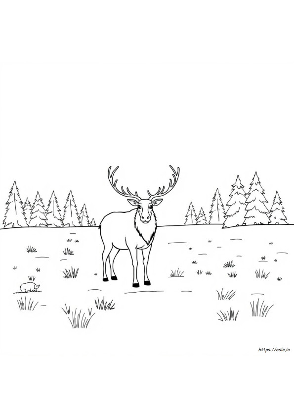 Caribou De Colorat