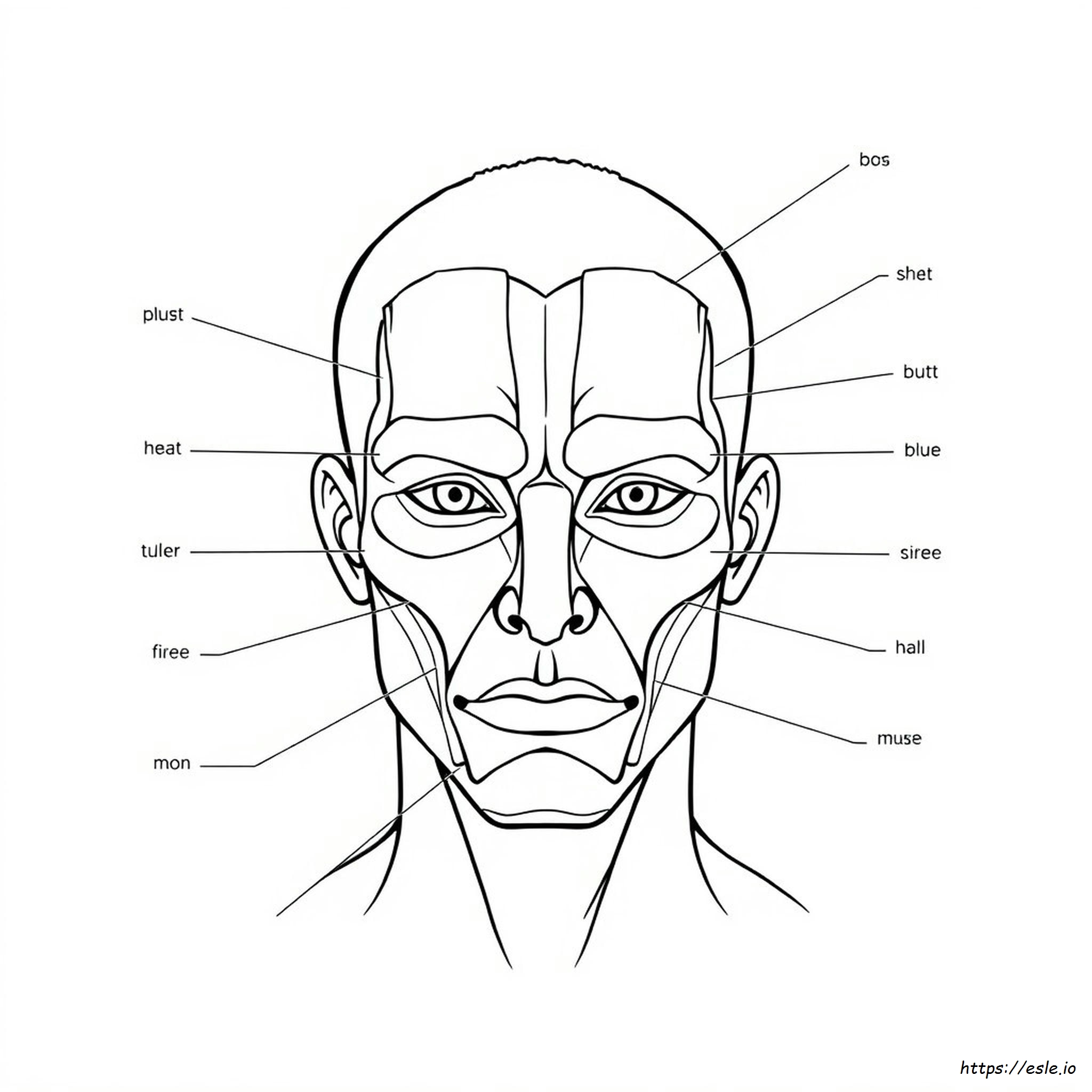 Muscles Of The Face Coloring Sheet