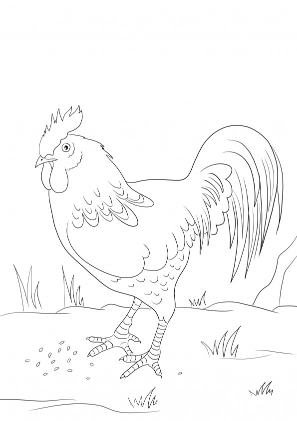 Free printing or downloading of a Rooster to color for kids