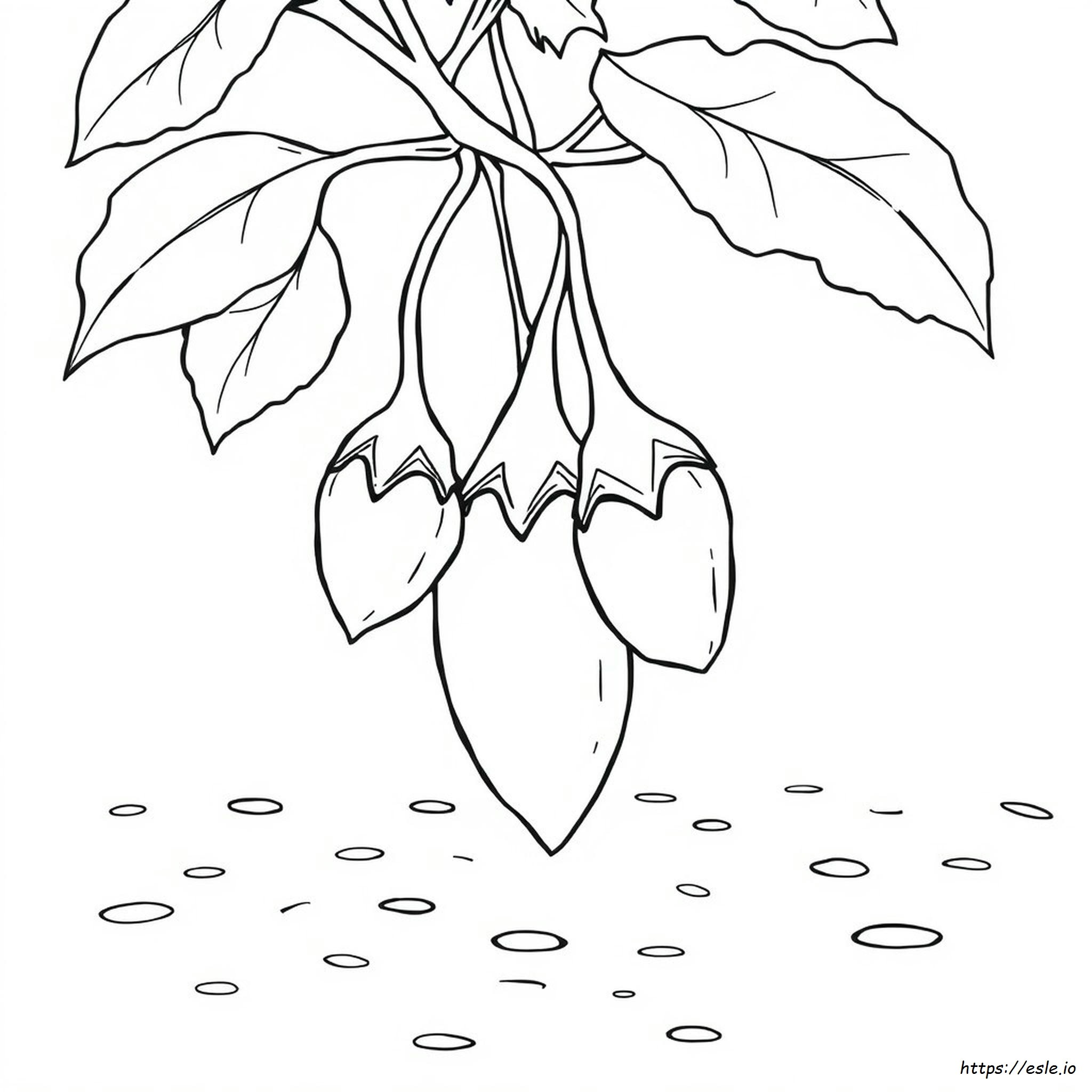 Brinjal Colouring Images
