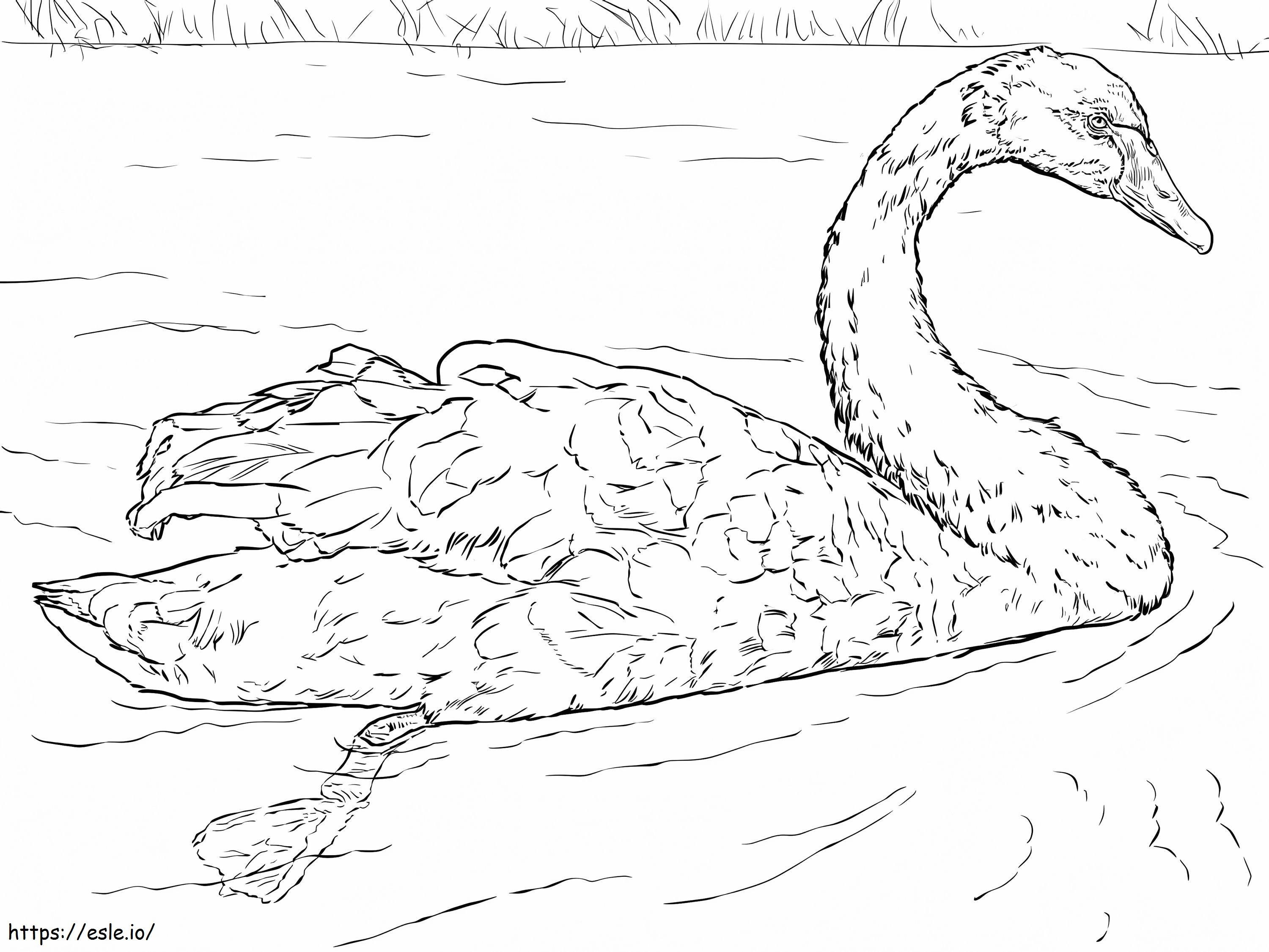 Black Swan coloring page