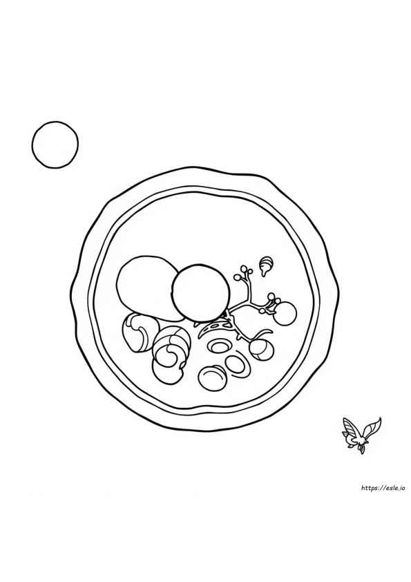Guida Per Colorare La Cellula Animale