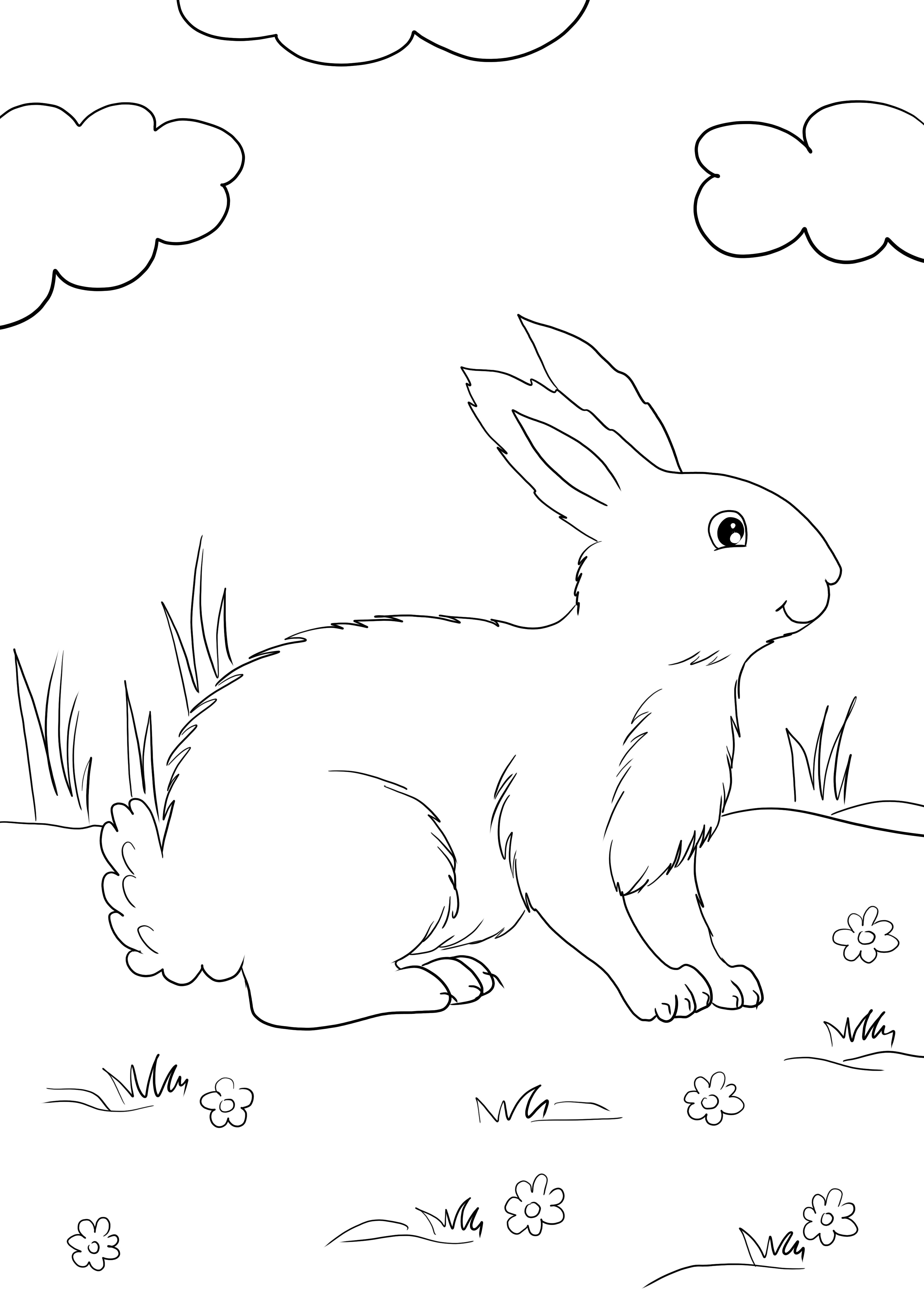 Brinde Cute White Rabbit fácil de imprimir e colorir e aprender sobre coelhos