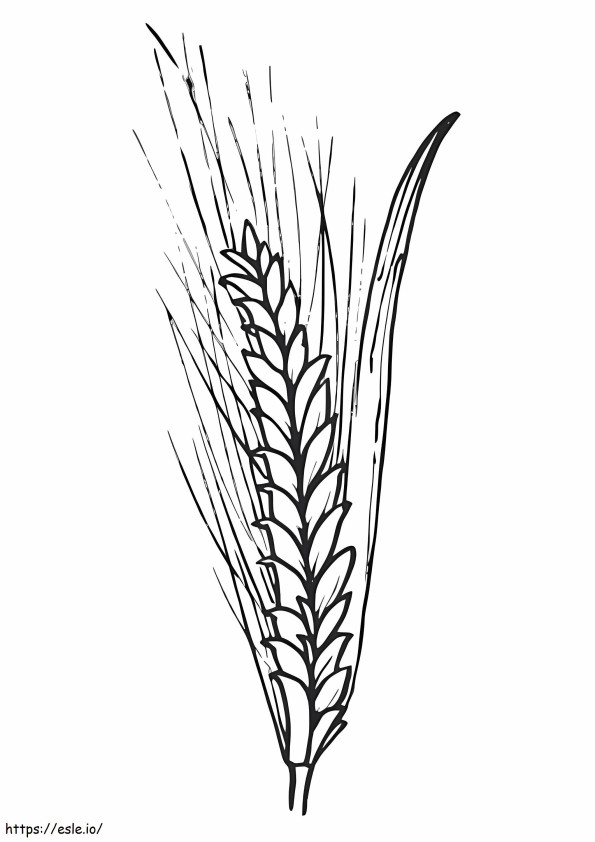 Regular Wheat coloring page