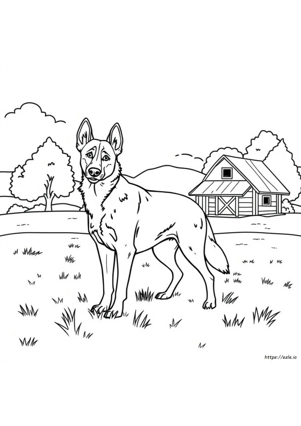 Blue Heeler Para Colorear