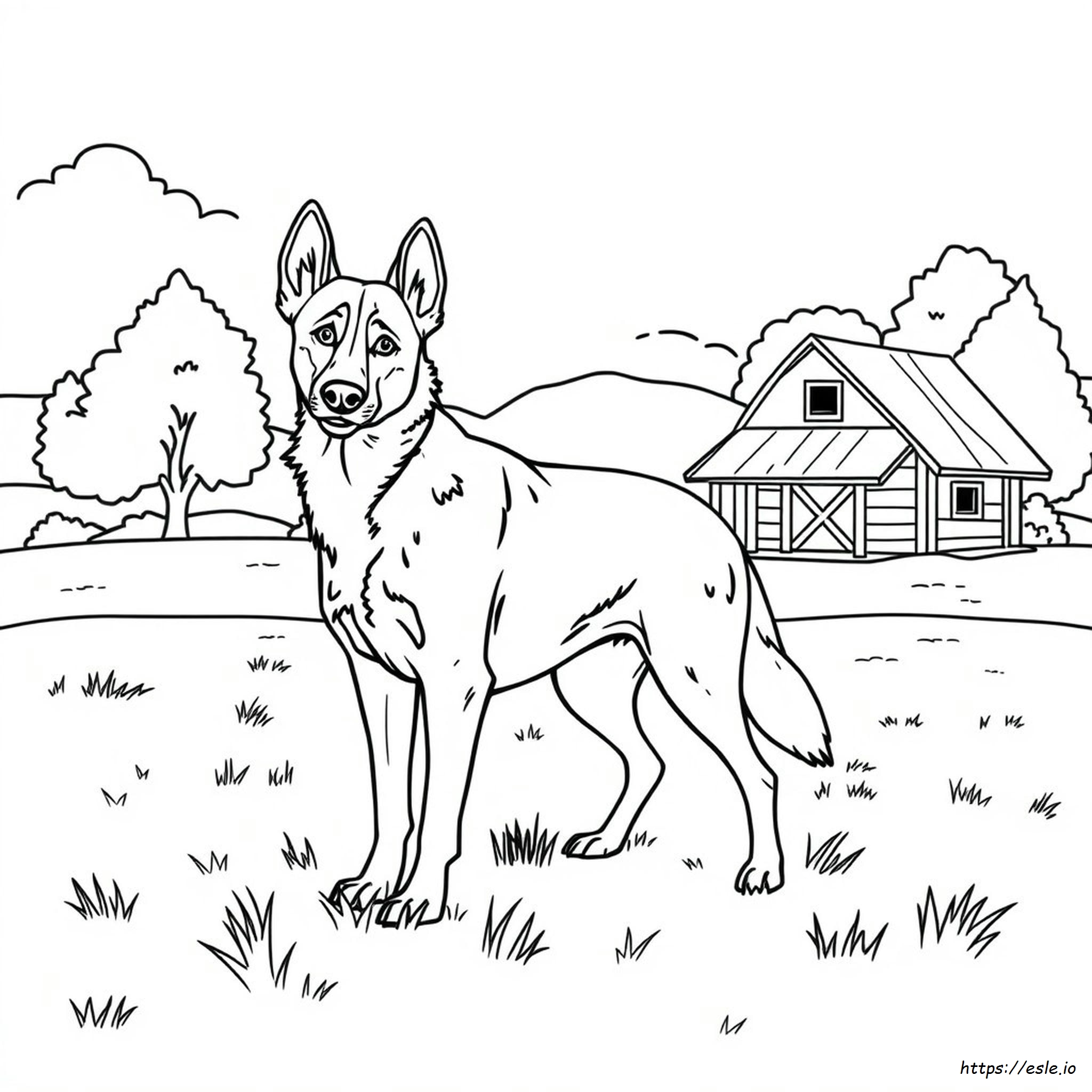 Blue Heeler Coloring Pages