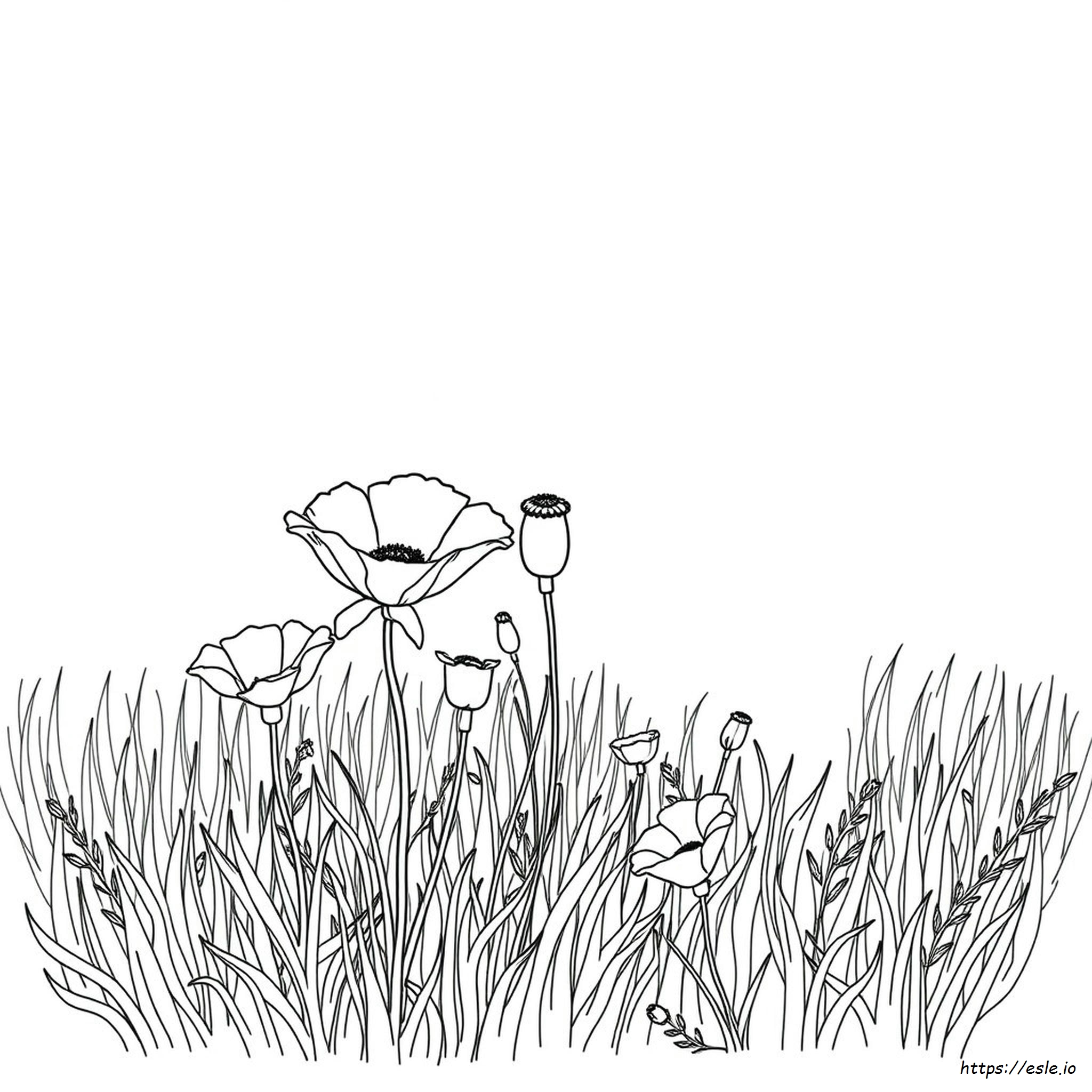 California State Flower Coloring Page