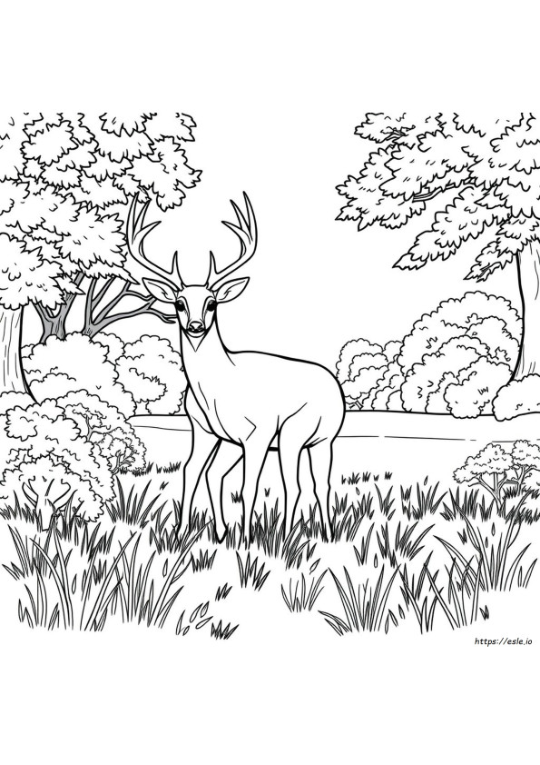 Coloriages De Cerf Réaliste À Imprimer