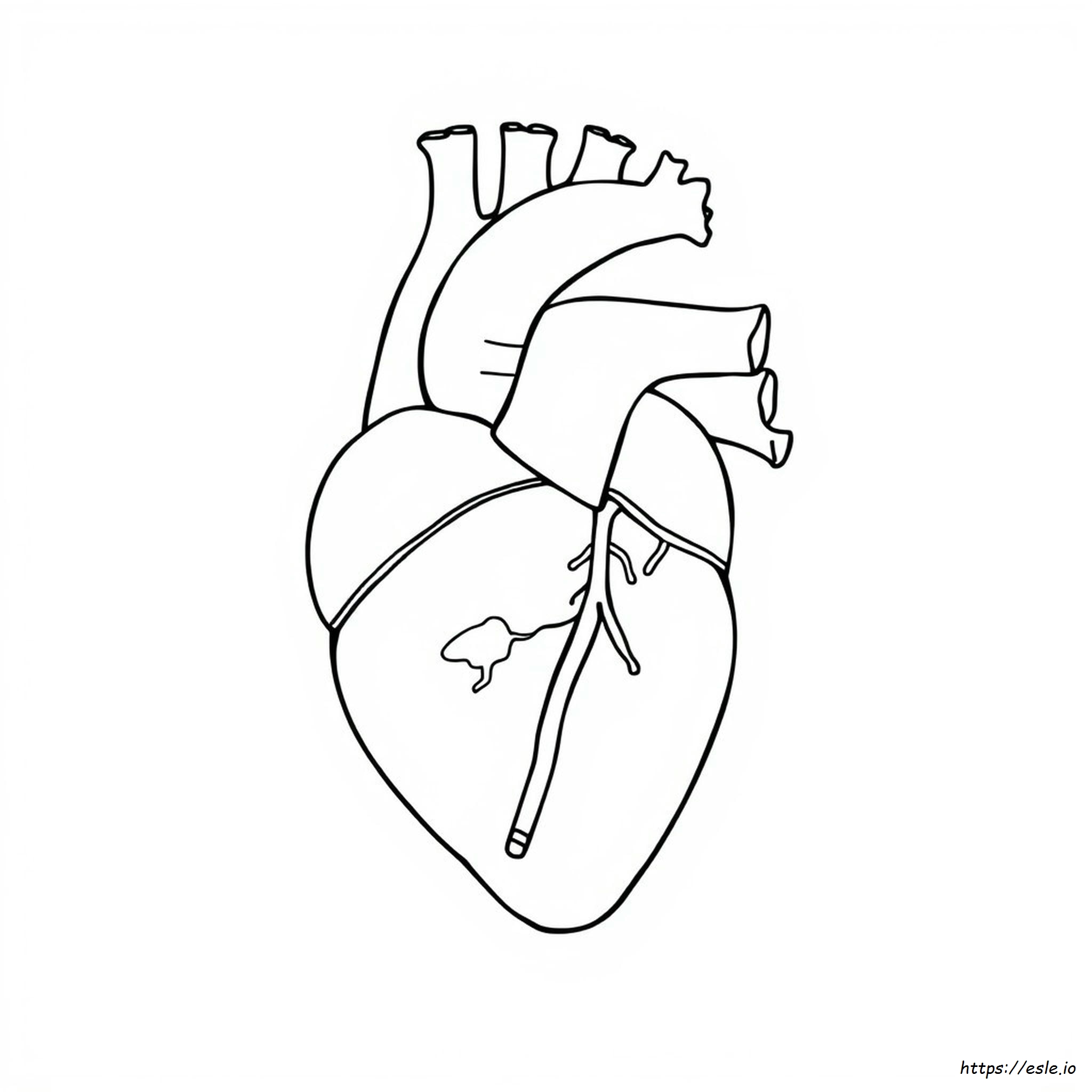 Anatomical Heart Coloring