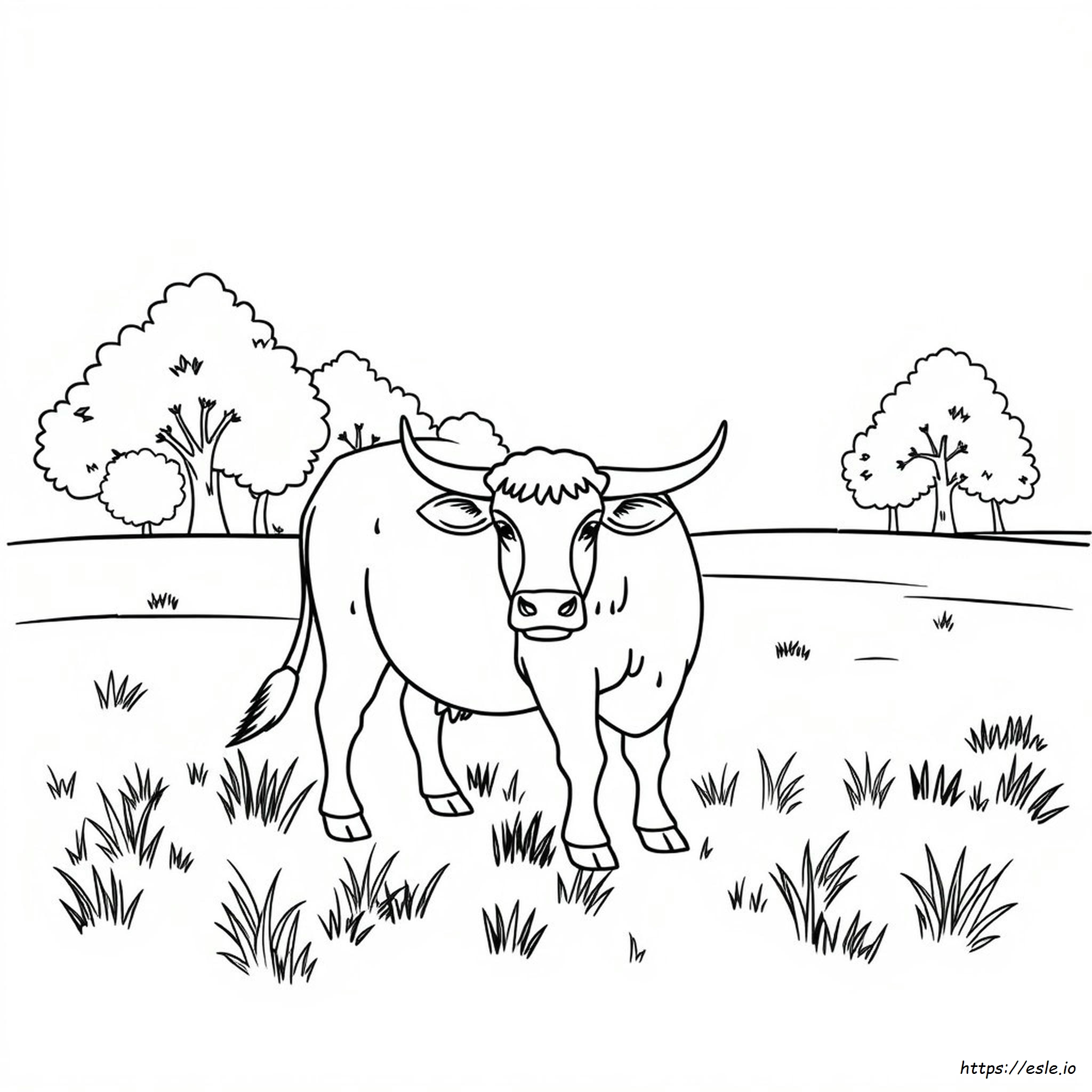 Gambar Mewarnai Sapi Jantan