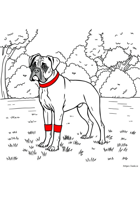 Boxer Colouring Pages