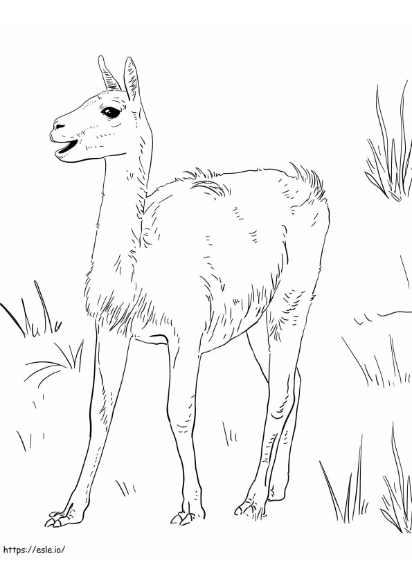 Little Guanaco coloring page