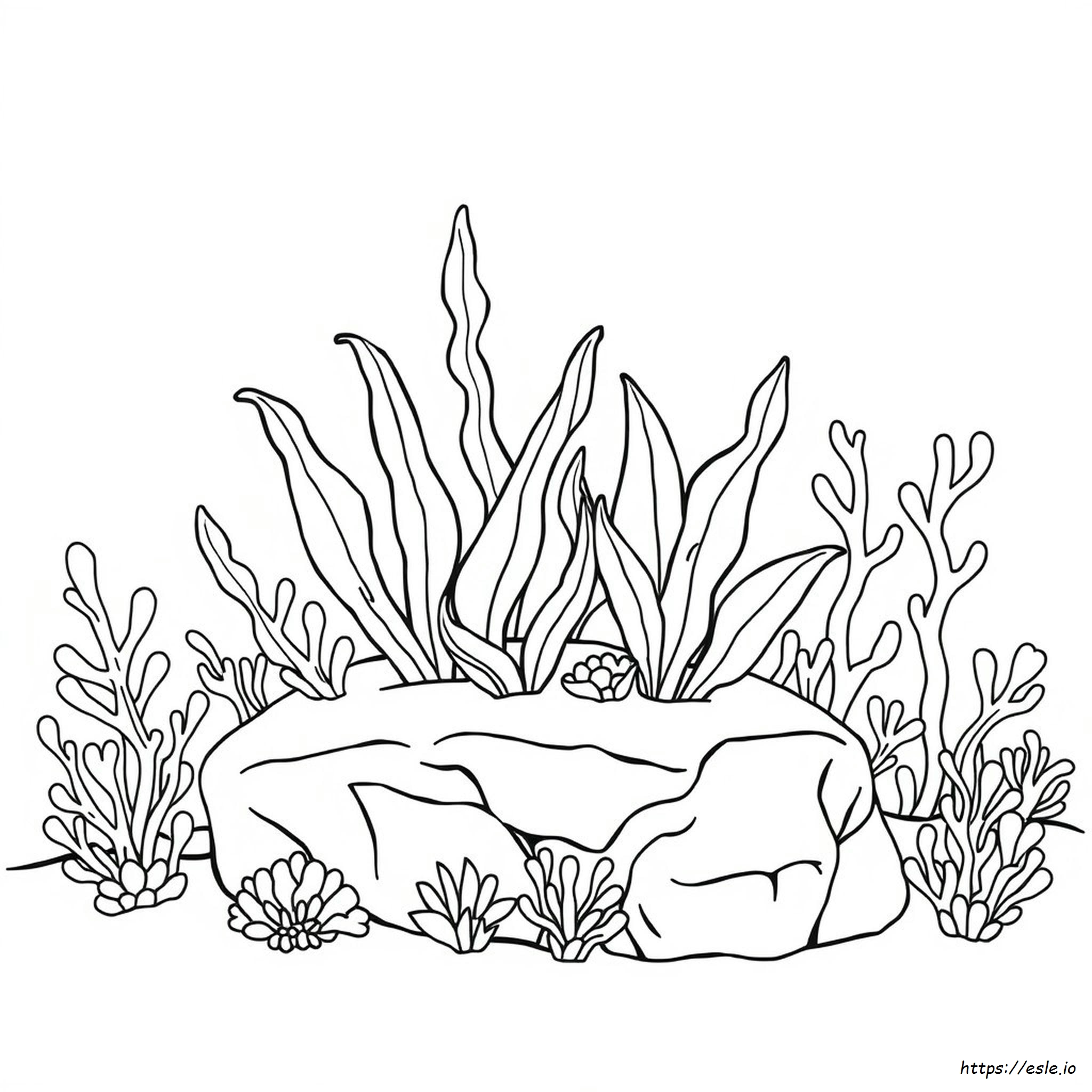 Piante Marine Da Colorare