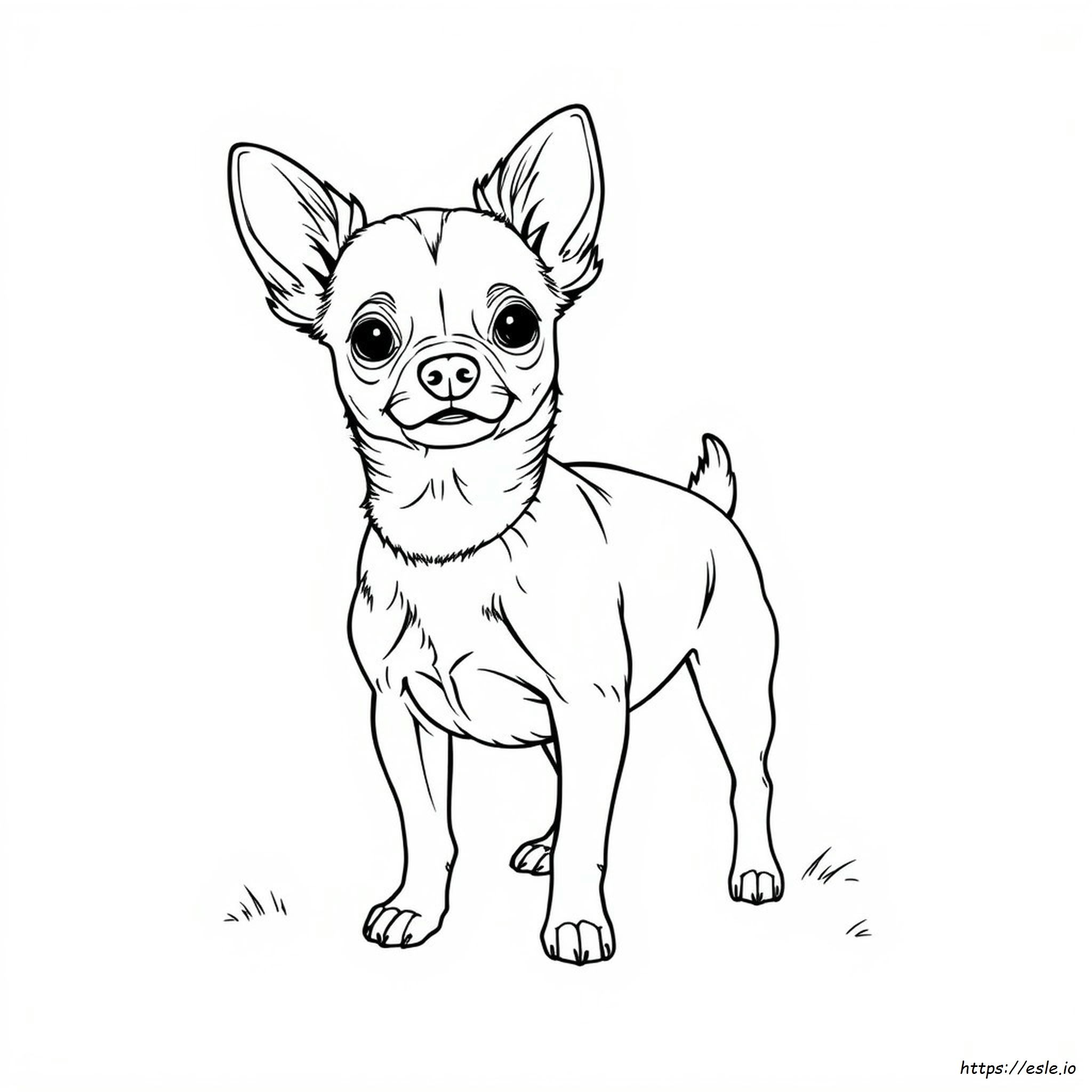 Chihuahua Realistico Da Colorare