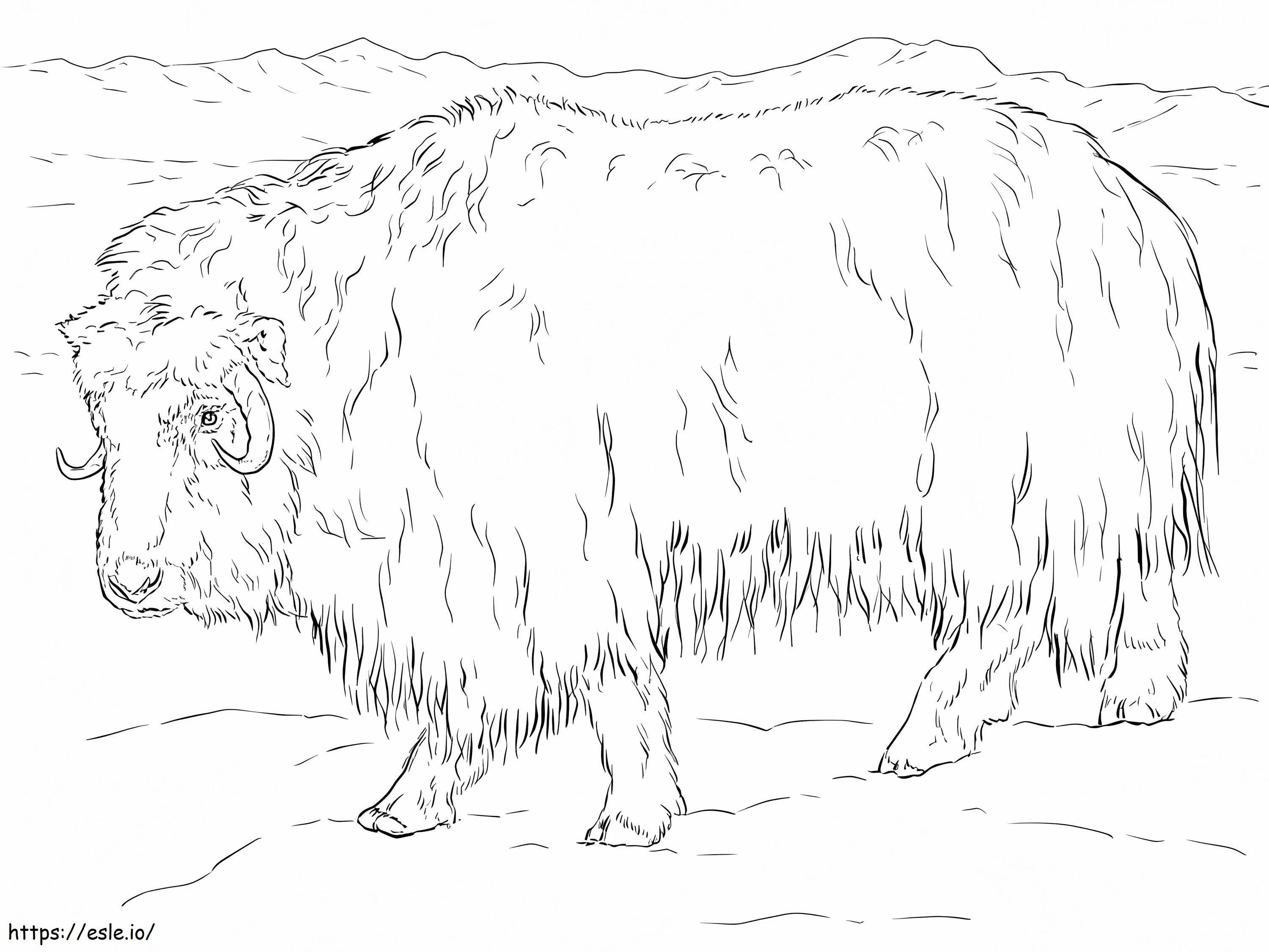 Realistic Musk Ox coloring page