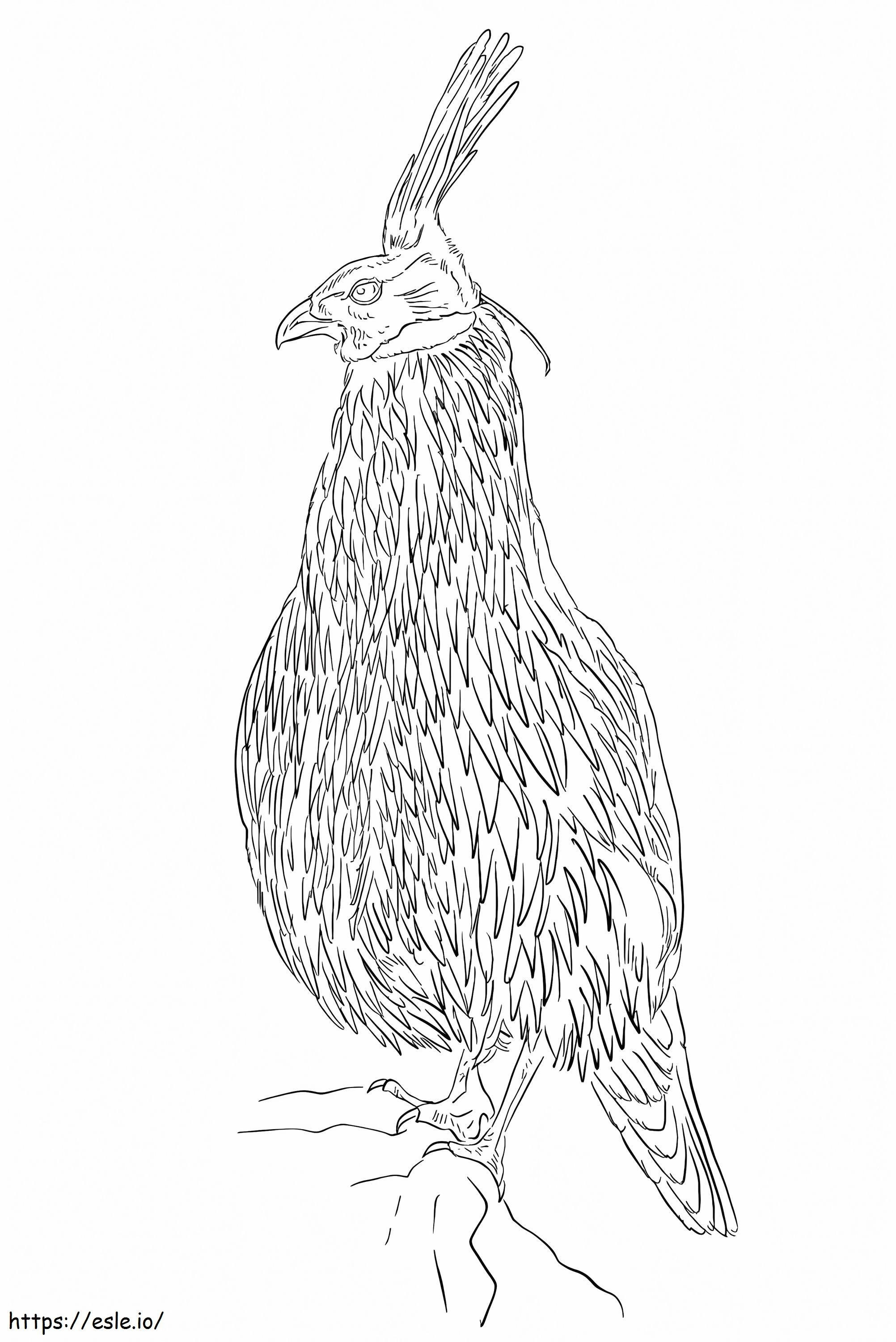 Koklass Pheasant coloring page