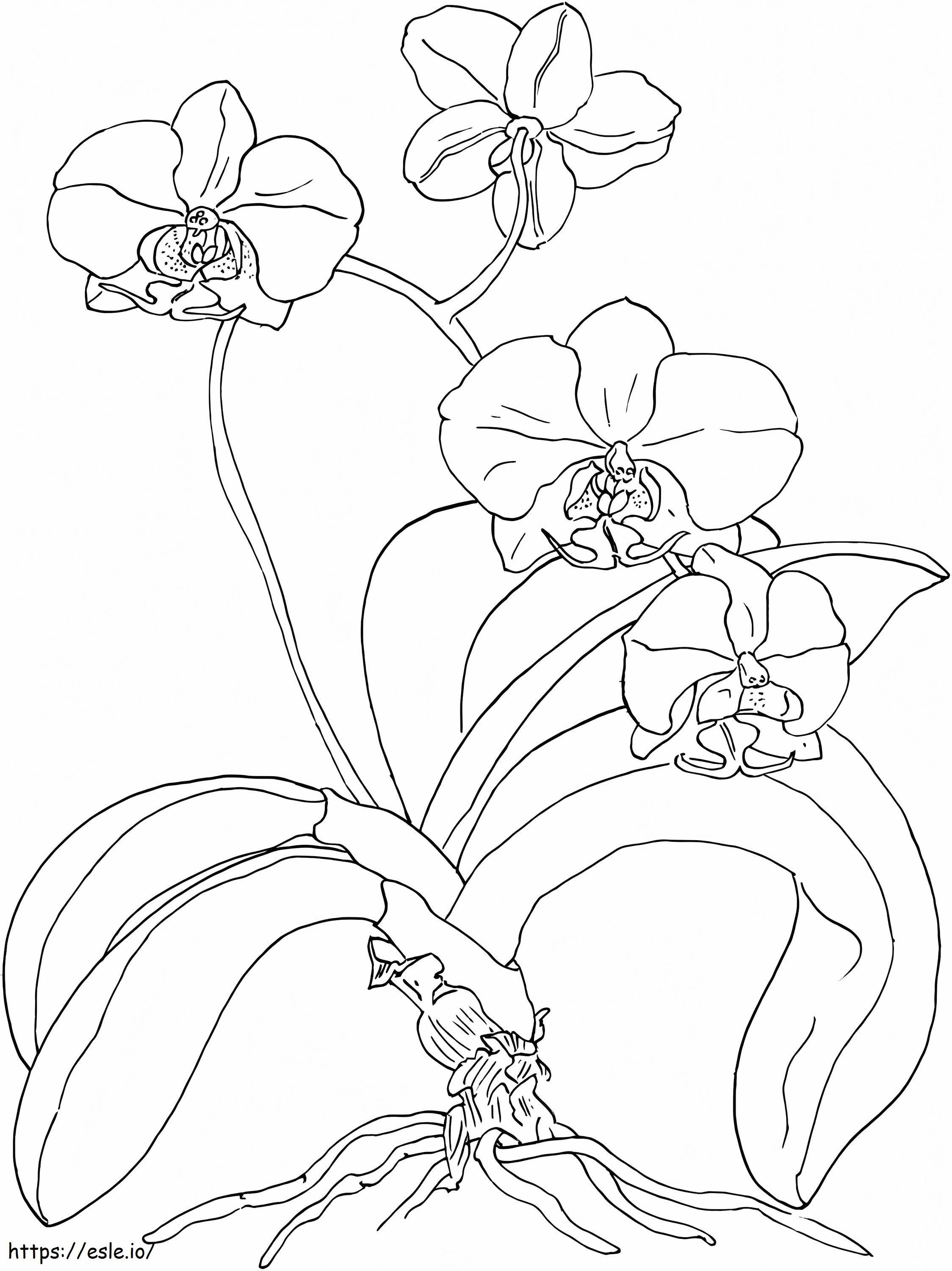linda orquídea para colorir