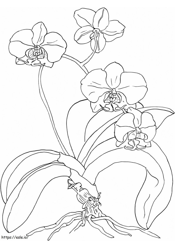 Kaunis orkidea värityskuva