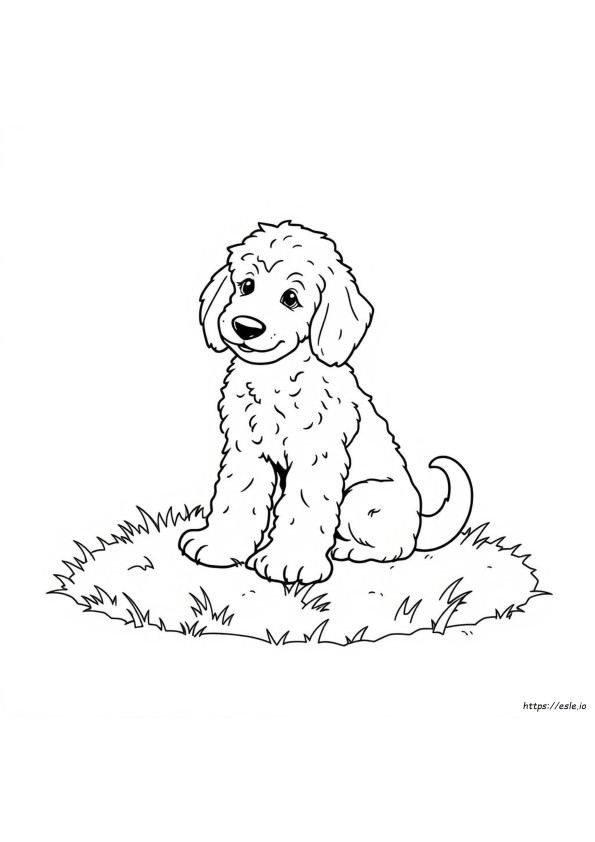 Golden Doodle Boyama Sayfası