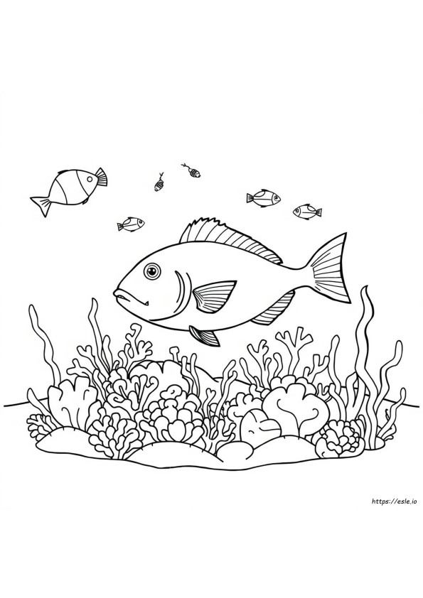Coloriages Morue