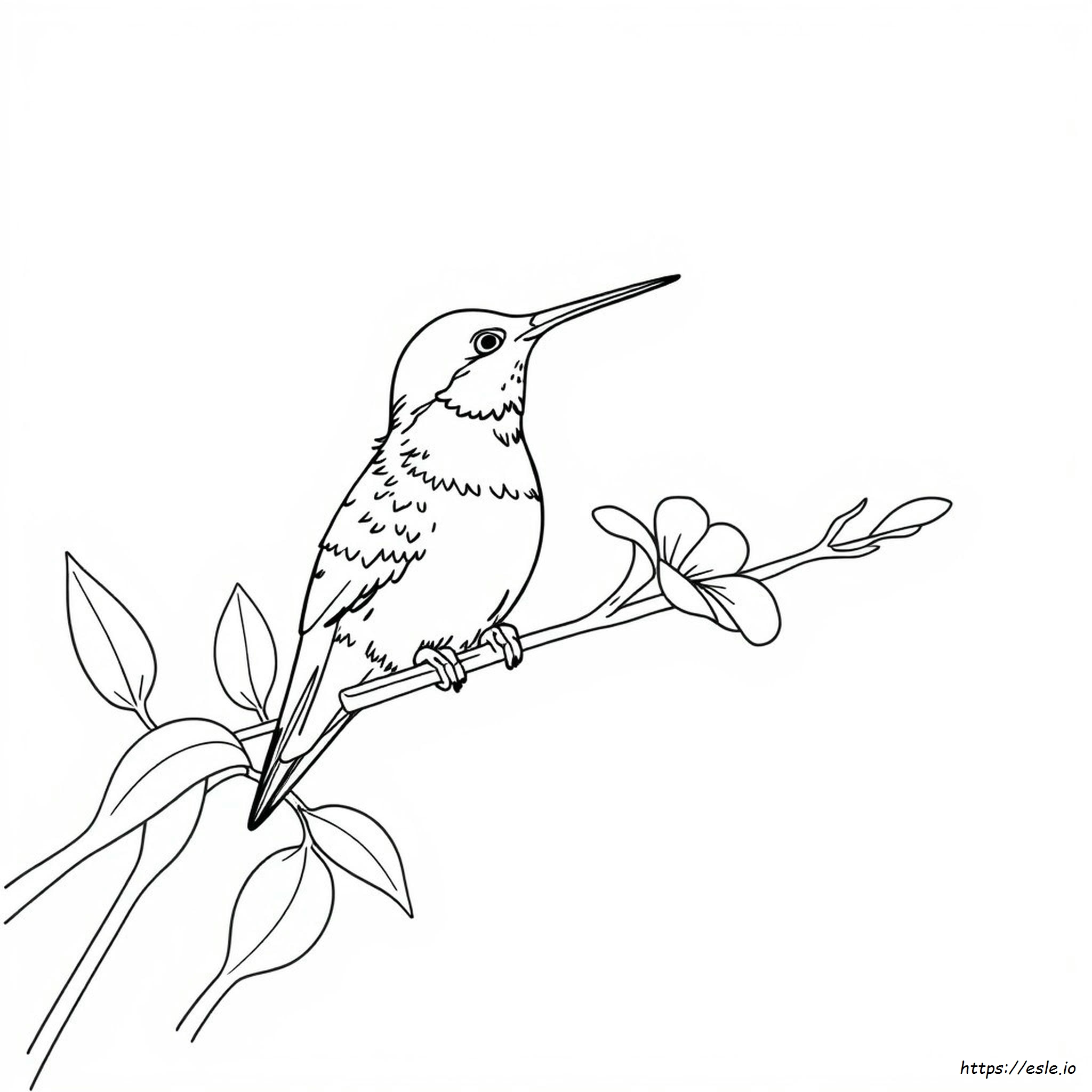 Realistic Hummingbird Coloring Page