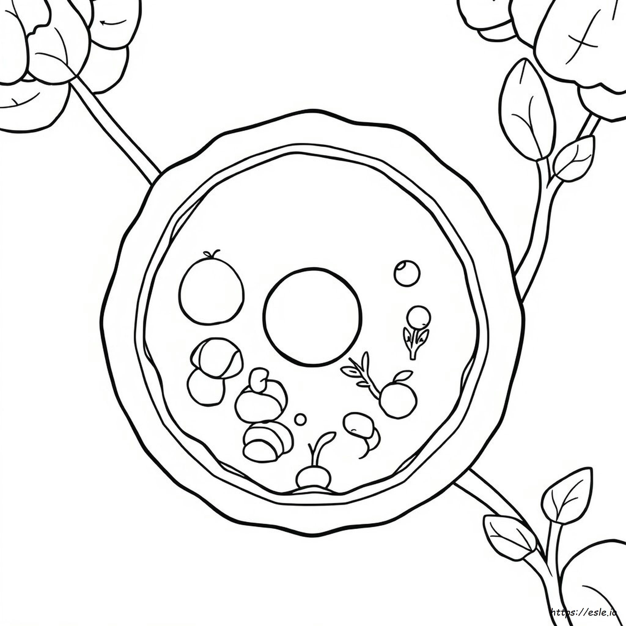 Plant Cell Coloring Page Answer Key