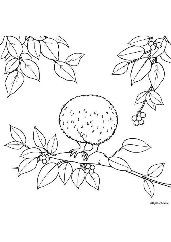 Kiwi Colouring