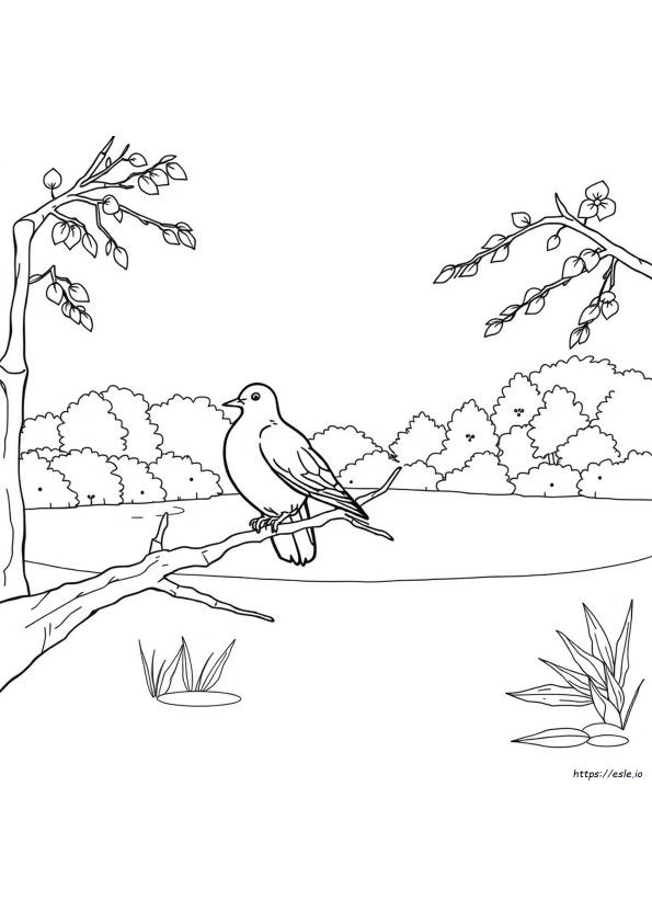 Mourning Dove Coloring Page