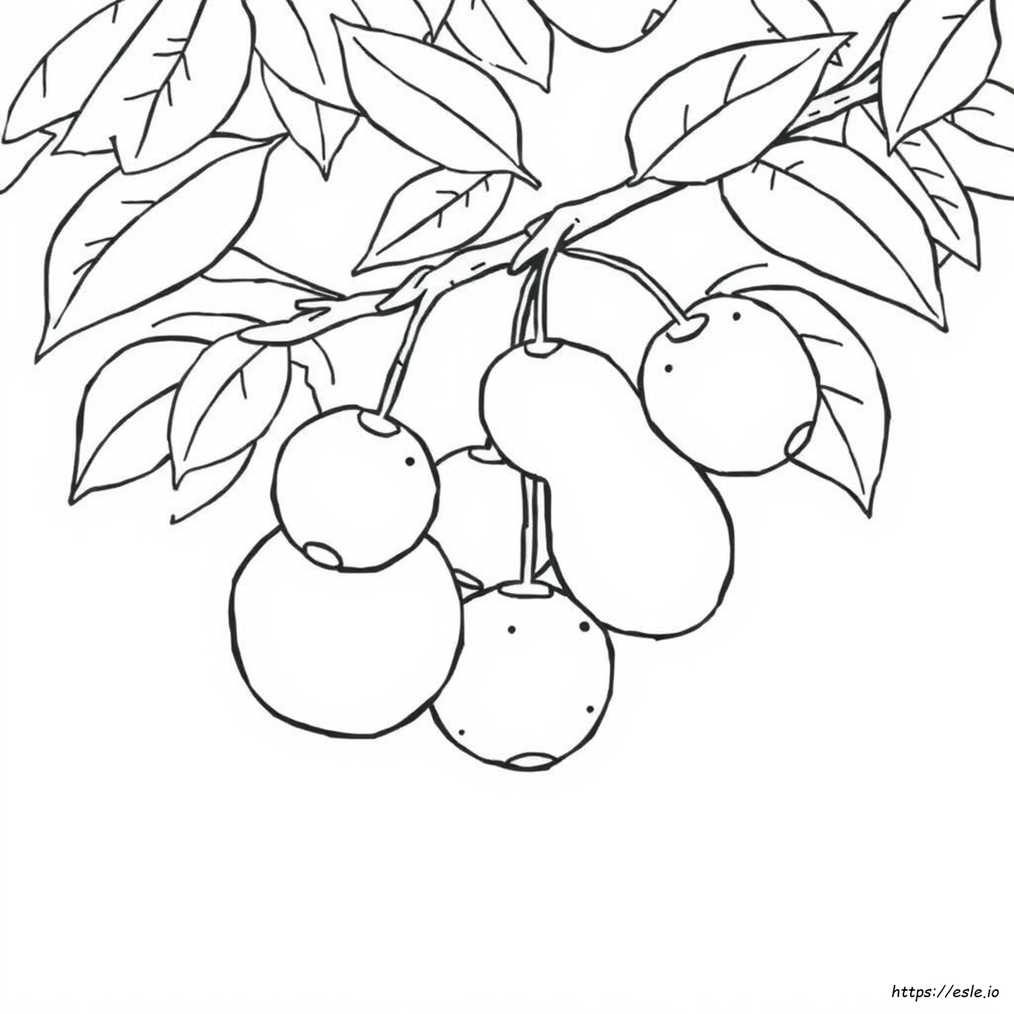 Printable Fruits Coloring Pages Pdf