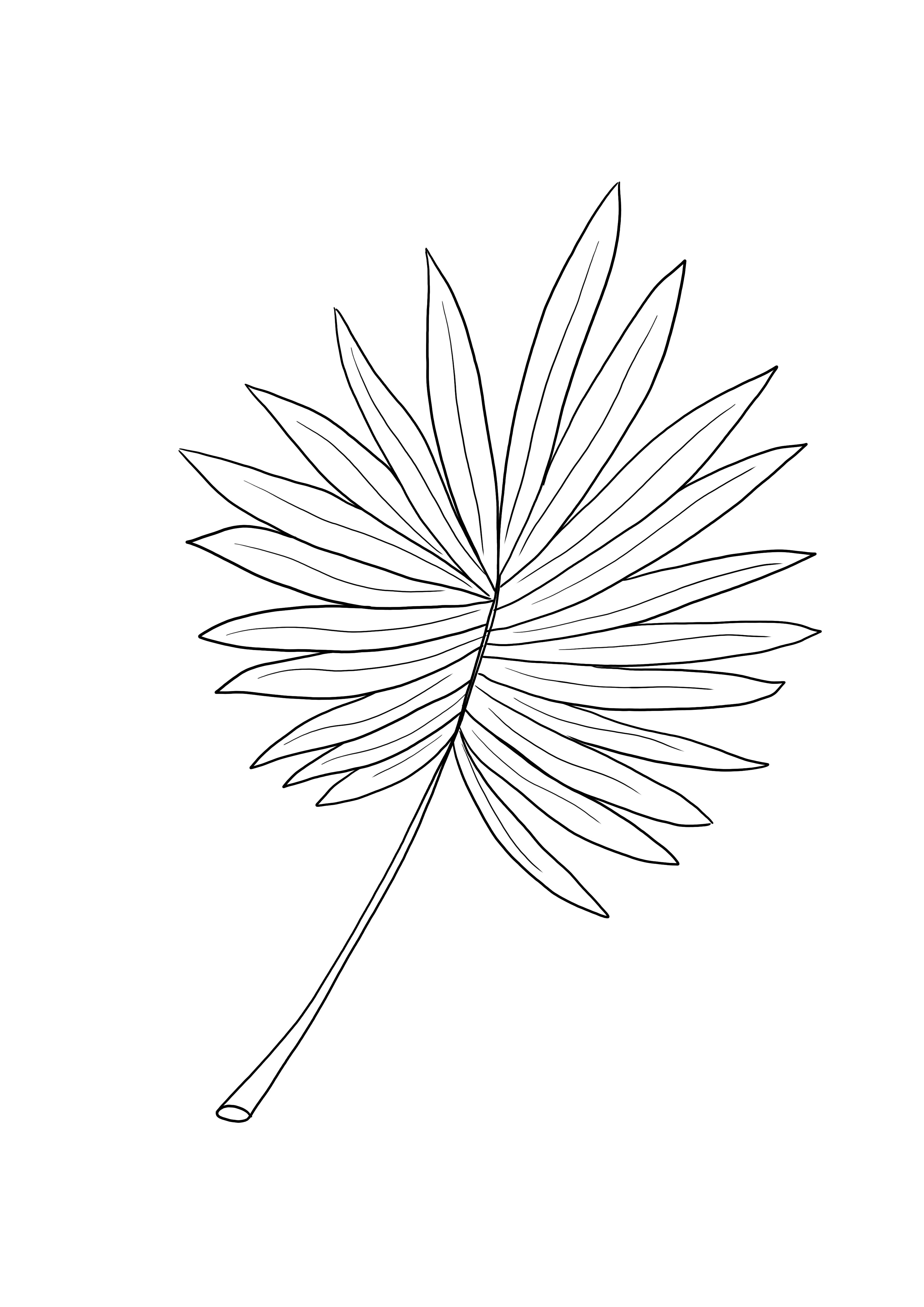 Palm Leaf for free coloring and learning about trees and nature