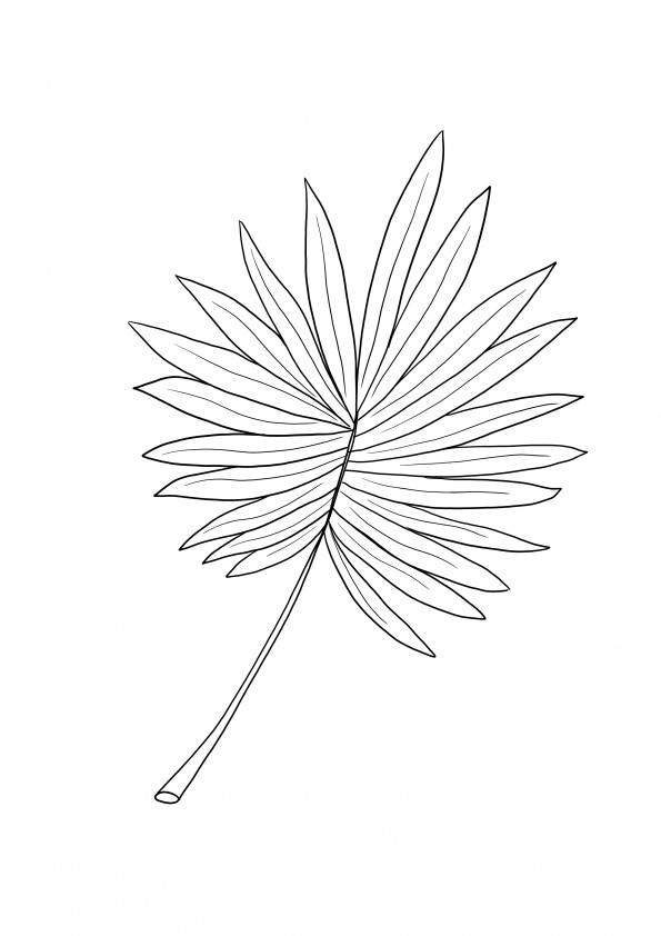 Palm Leaf for free coloring and learning about trees and nature