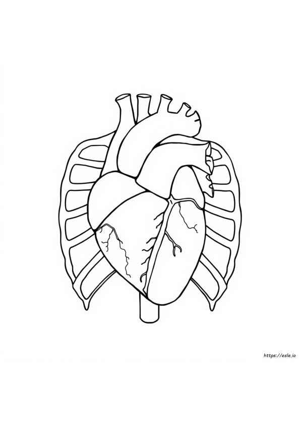 Human Heart Colouring Pages