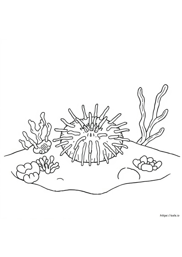 Ariciul De Mare De Colorat