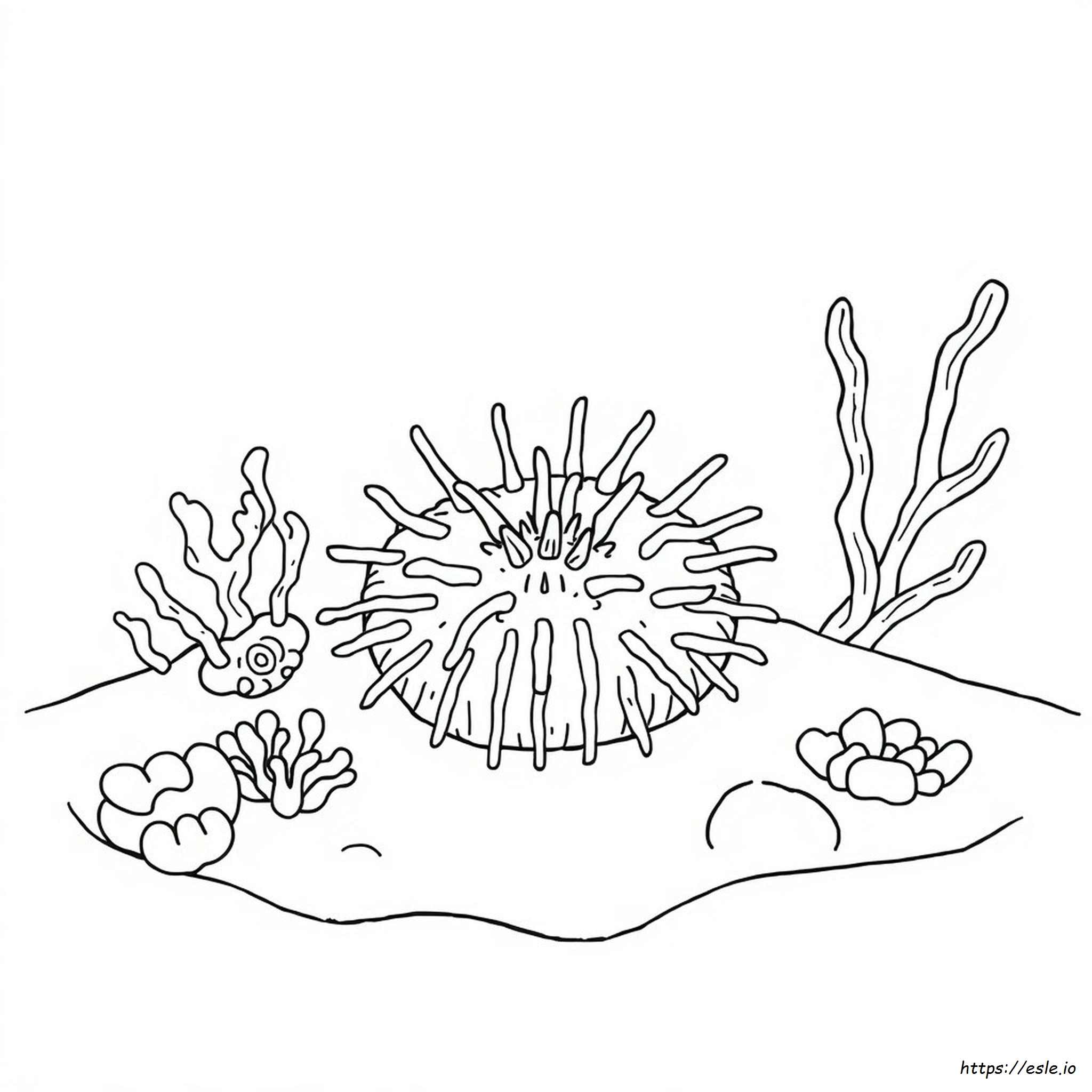 Sea Urchin Coloring Page