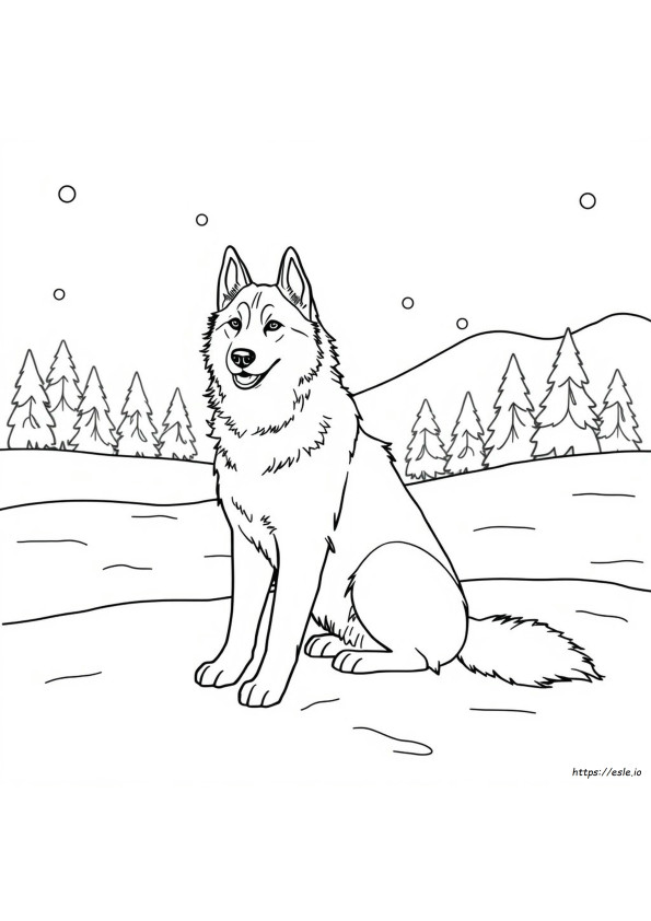 Gambar Mewarnai Siberian Husky