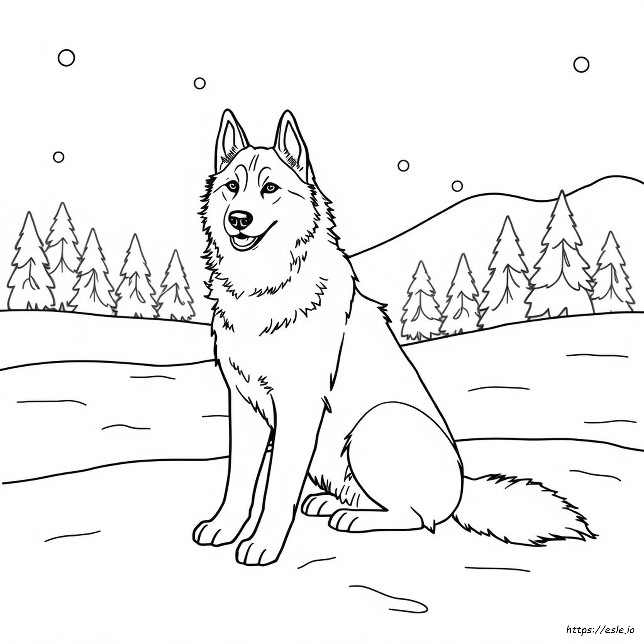 Gambar Mewarnai Siberian Husky