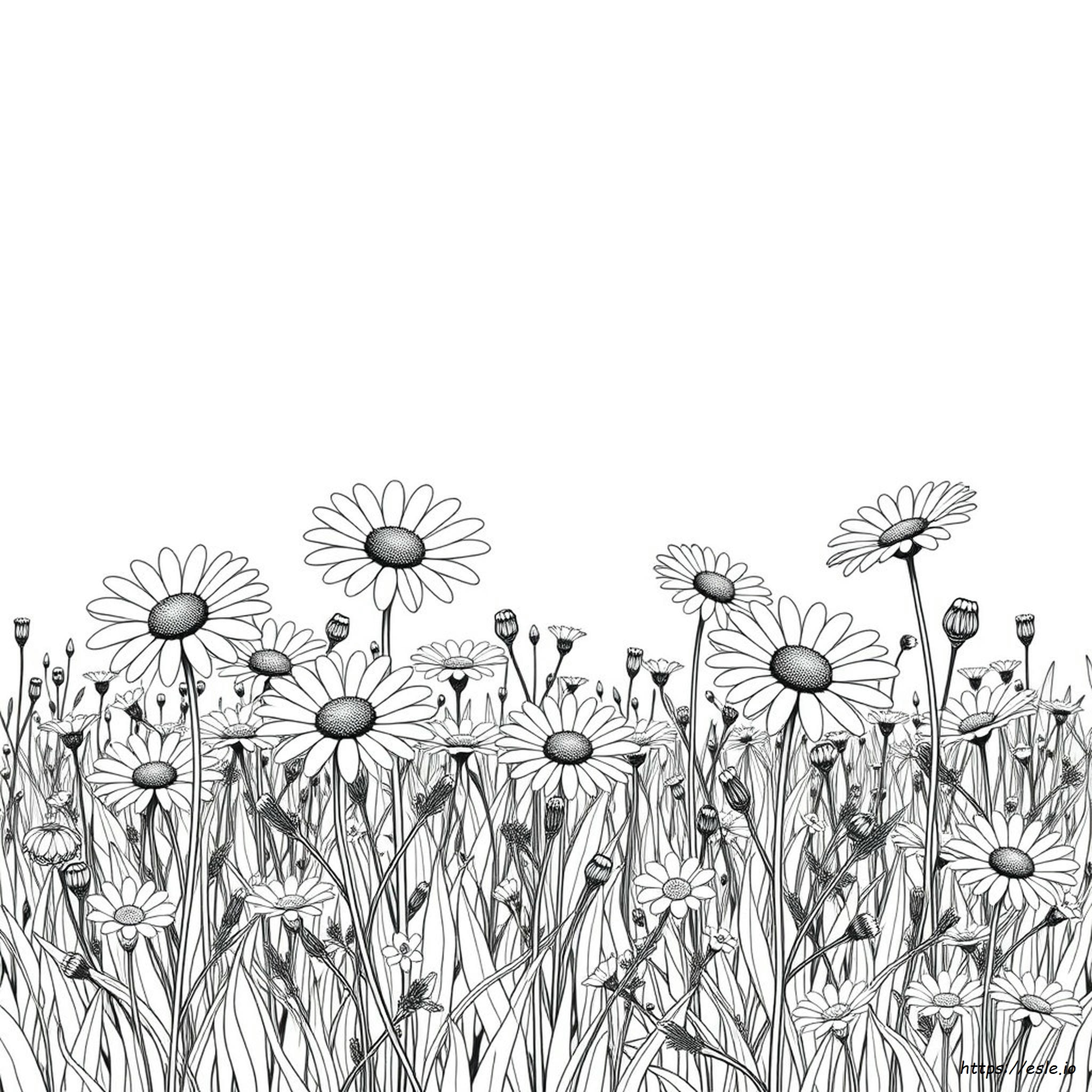 Realistic Daisy Coloring Pages
