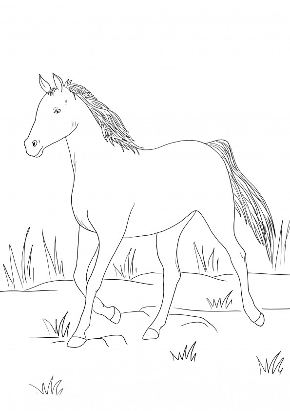 Grey Arabian Horse coloring page to print for free for children to have fun