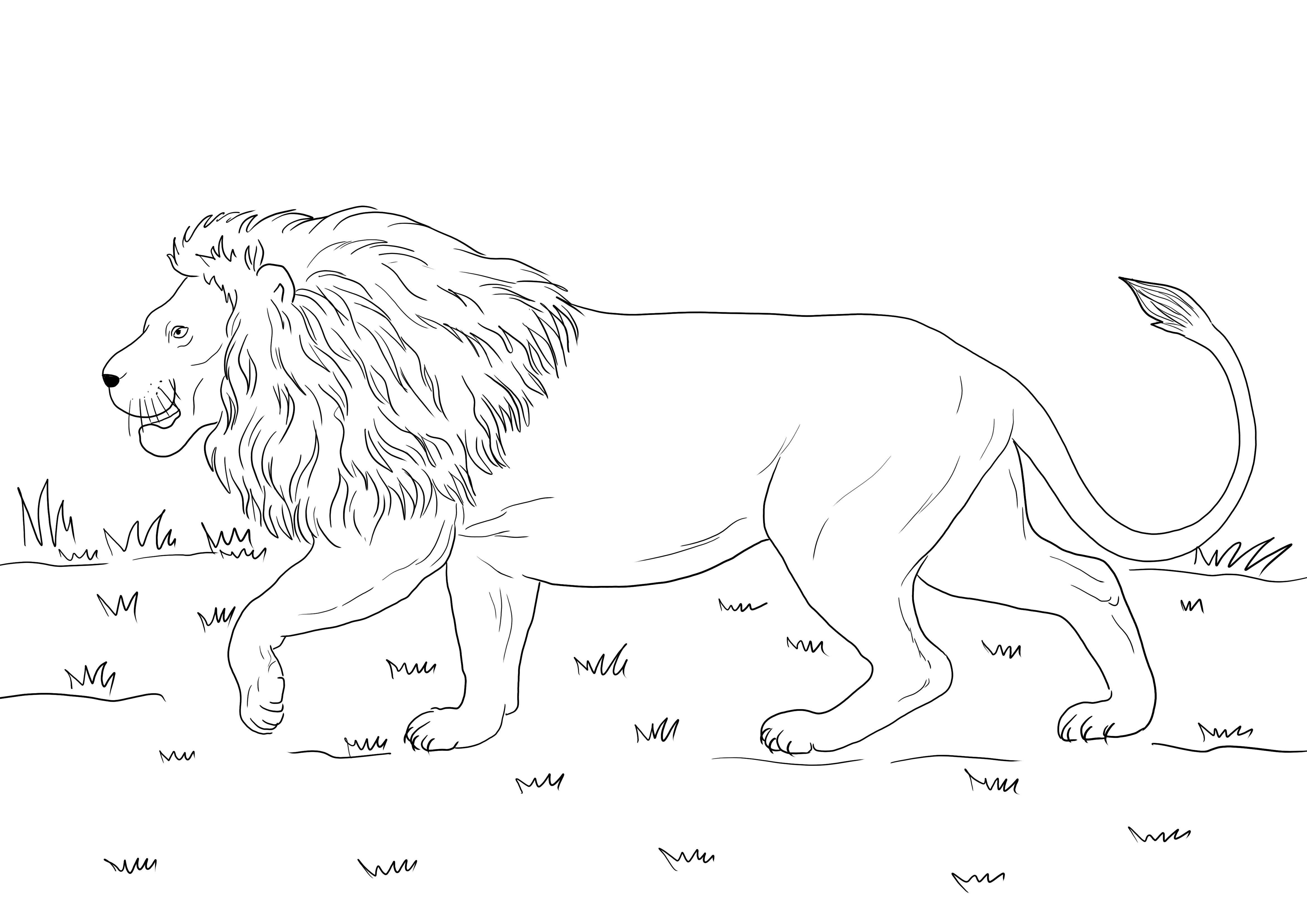 Dibujo para colorear de un león africano caminando gratis para descargar o imprimir