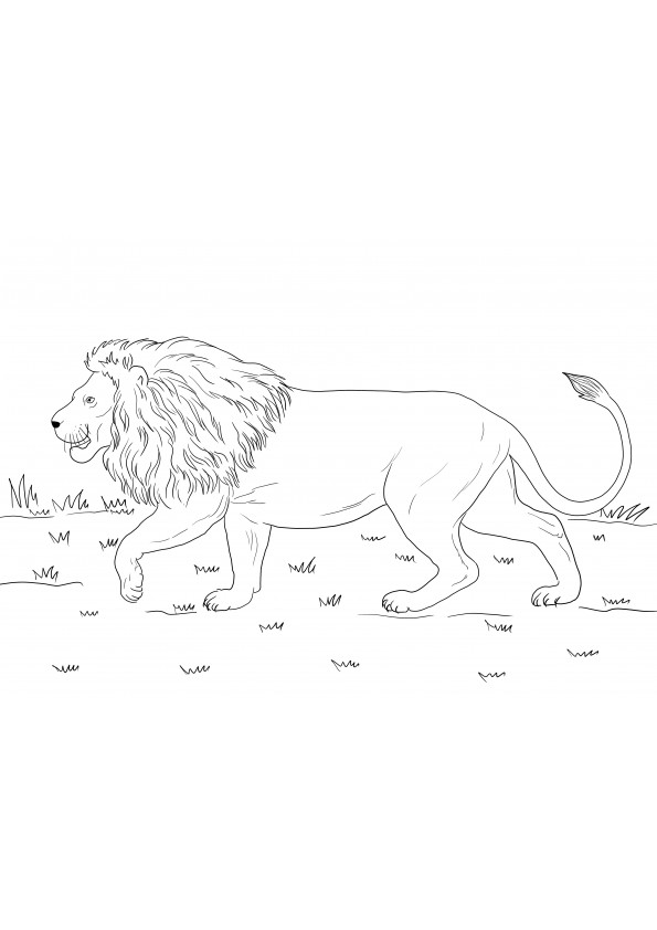 Gratis kleurplaat van een wandelende Afrikaanse leeuw om te downloaden of af te drukken