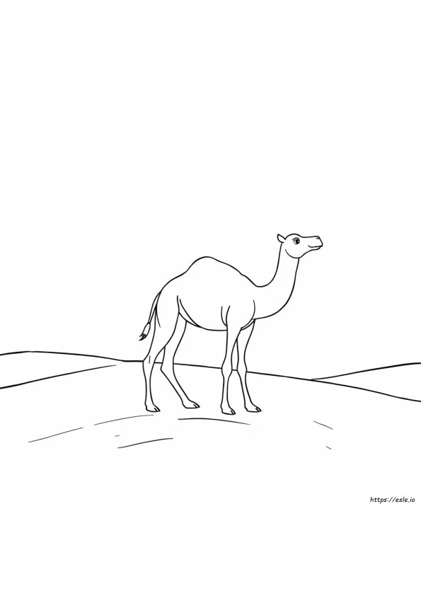 Hoe Een Kameel Te Kleuren