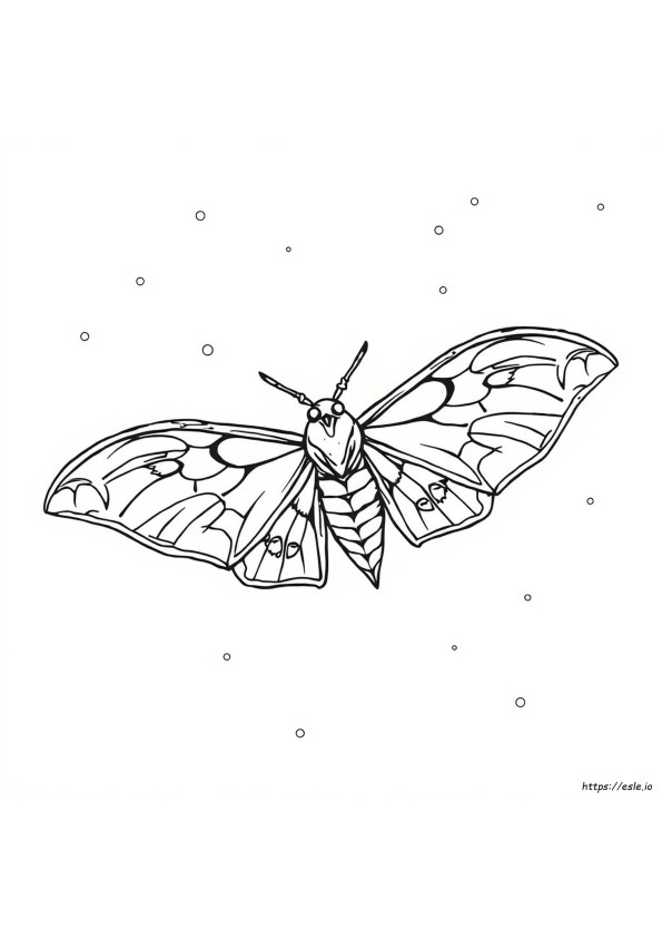 Coloriage Papillon De Nuit Macabre