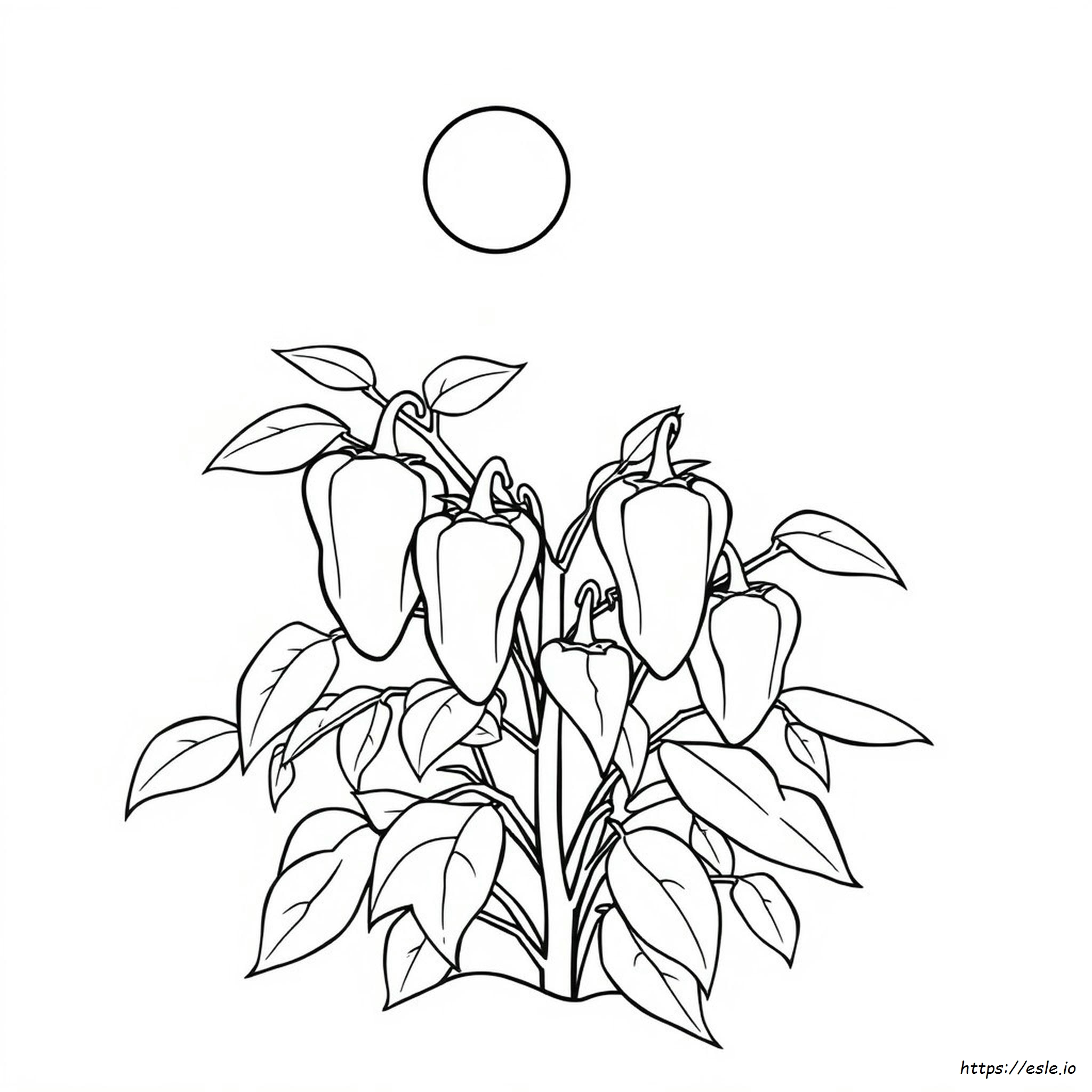 Hot Pepper Coloring Page
