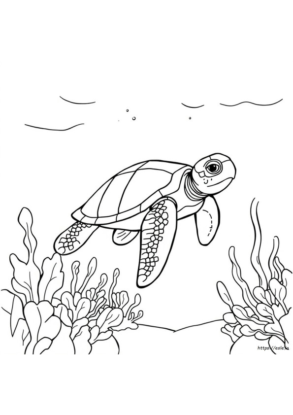 Coloriage Tortue De Mer
